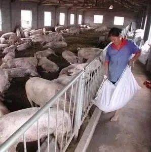 养猪偏方巧治猪病_资料_生石灰_饲料