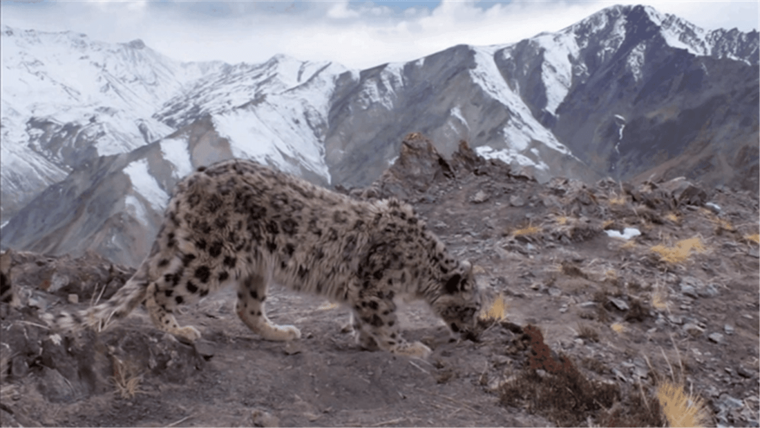 4只狼围攻雪豹,才搏斗了几个回合,雪豹腿上被狼咬破了一道伤口_狼群