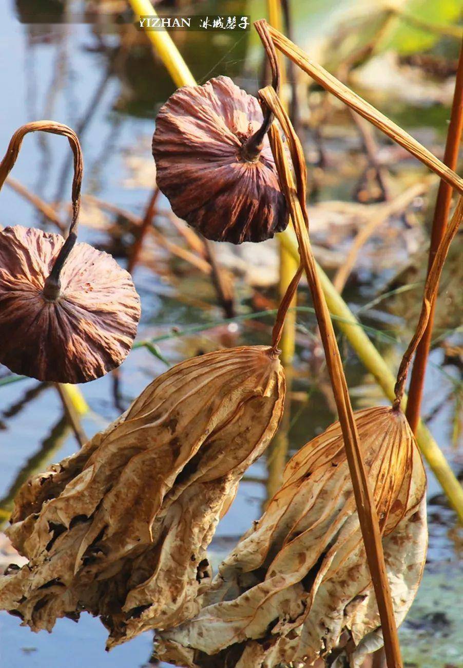 七月的阿什河河湾上,荷花枝繁叶茂,在炎炎夏日的晴空碧水里递次开放