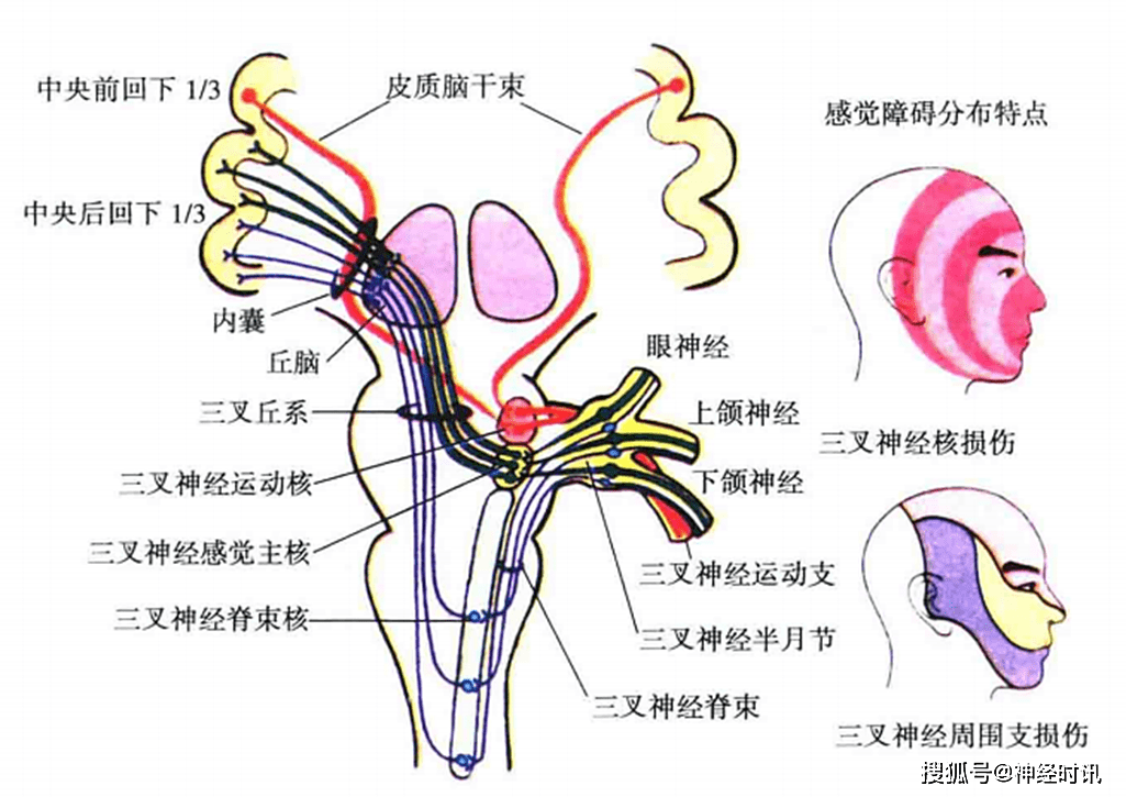 神经系统的检查