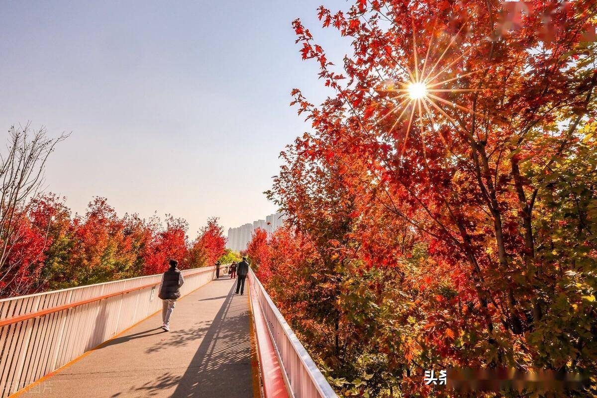 西安市民秋天赏红叶首选雁南公园_大片_枫叶_漫山遍野