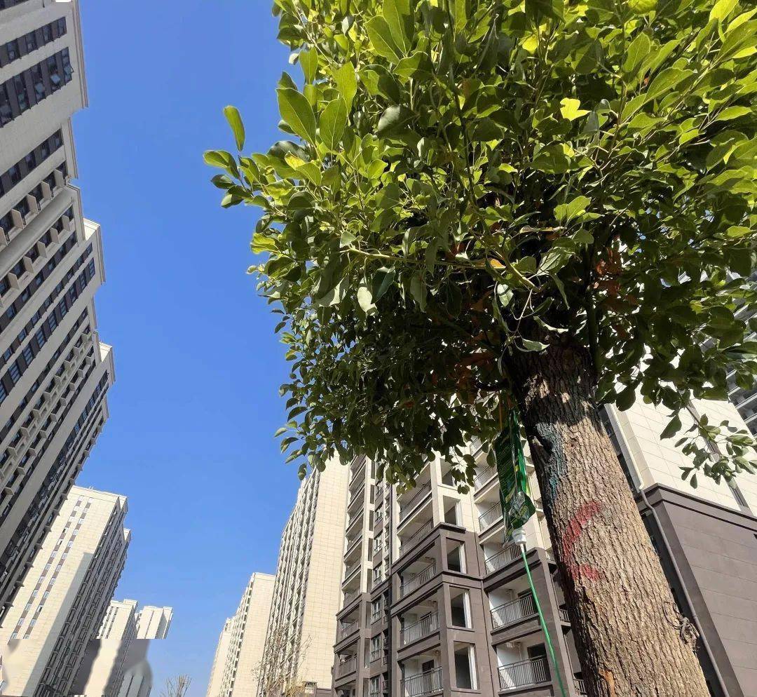 鄢陵恒达·玺郡 | 实景准现房,看得见的匠心与品质_空间_资料_集团