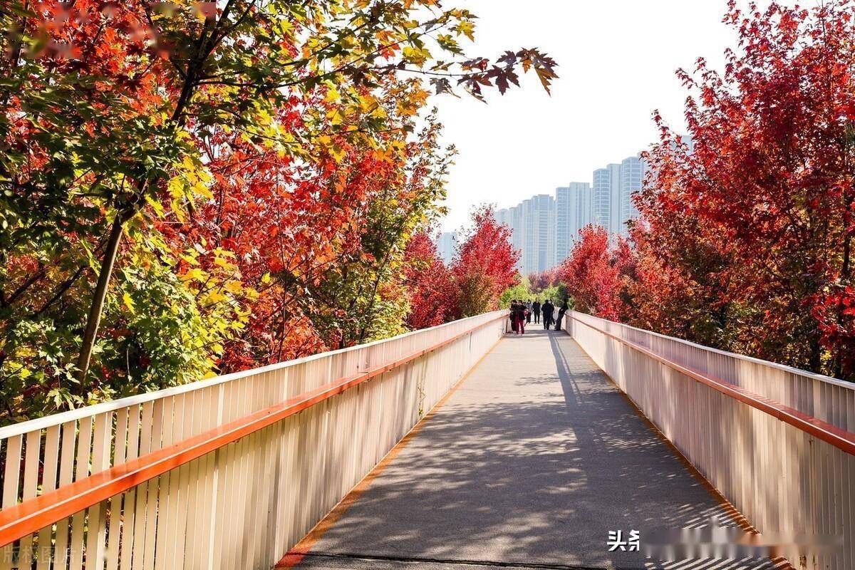 西安市民秋天赏红叶首选雁南公园_大片_枫叶_漫山遍野