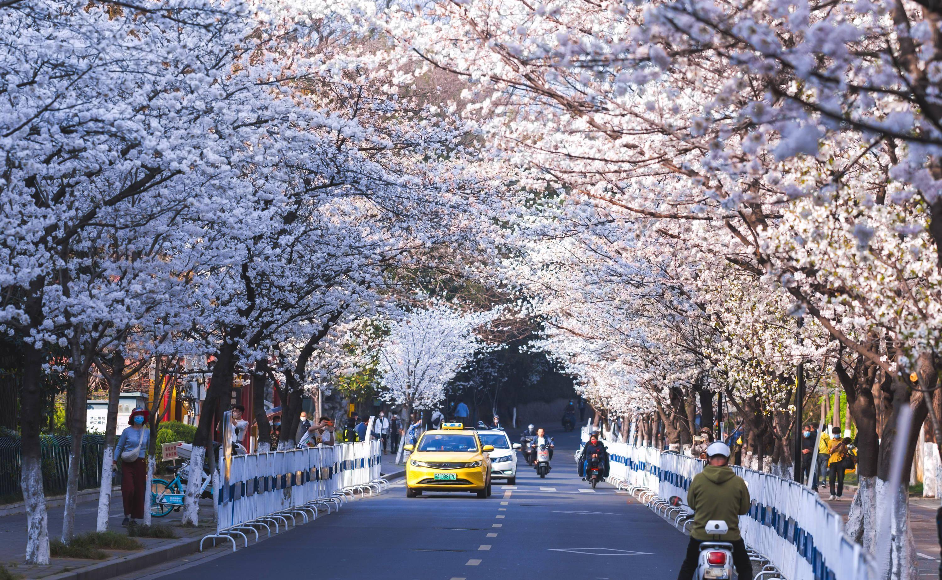 南京最美樱花大道,鸡鸣寺樱花已进入盛放期,但不建议去赏樱_游客_玄武