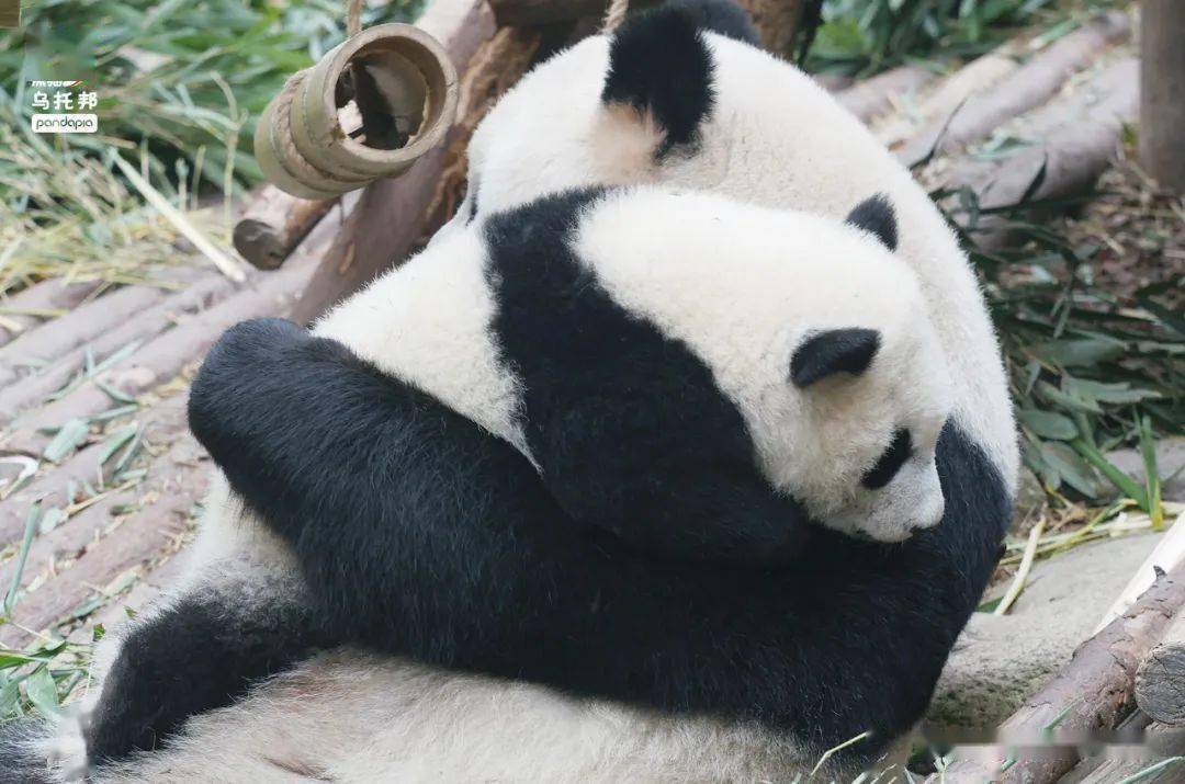 大熊猫圆圆死了图片