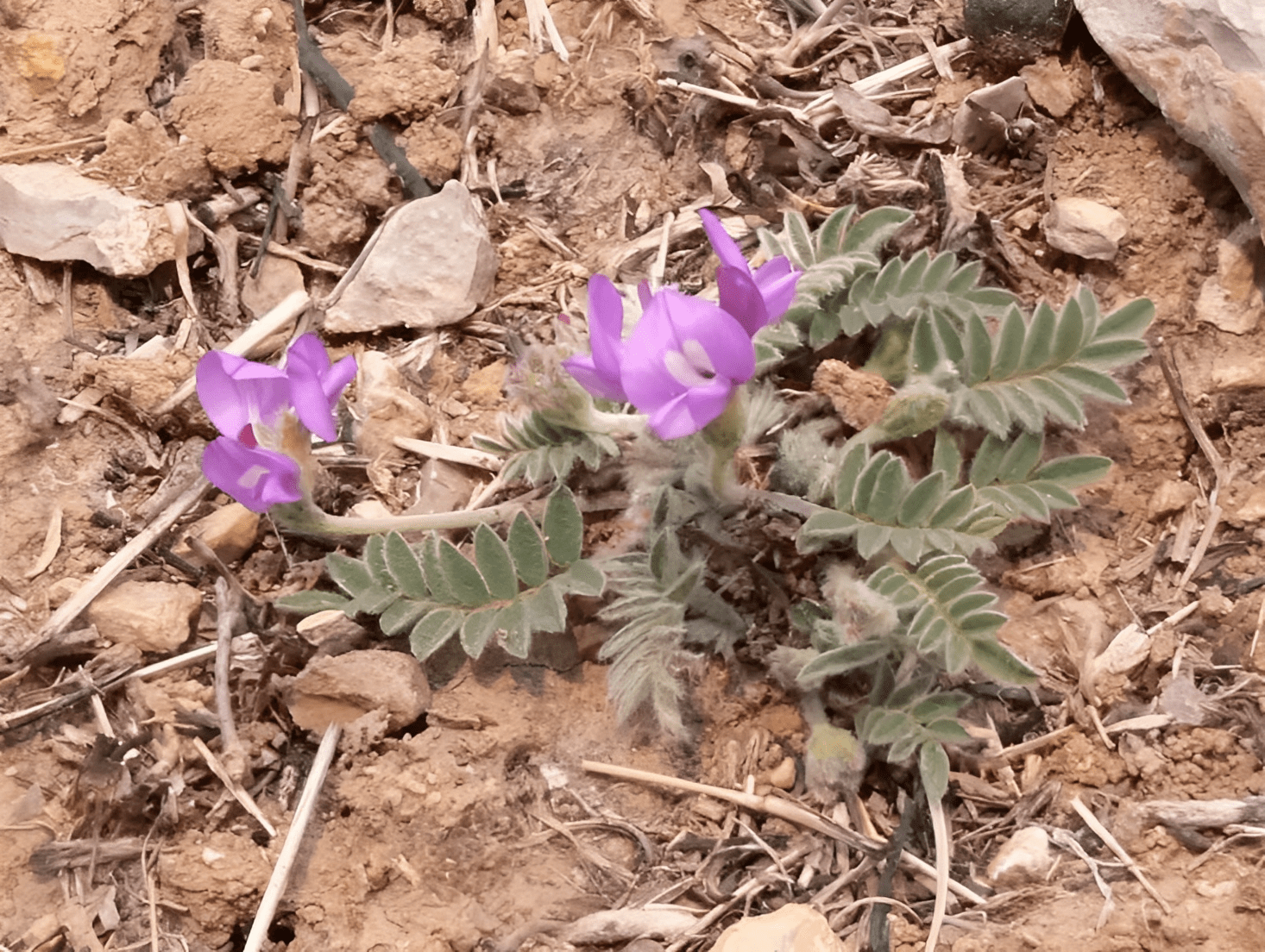 生于农村路边,俗称"小米口袋",如今挖1棵少1棵,比肺筋草珍贵_花友