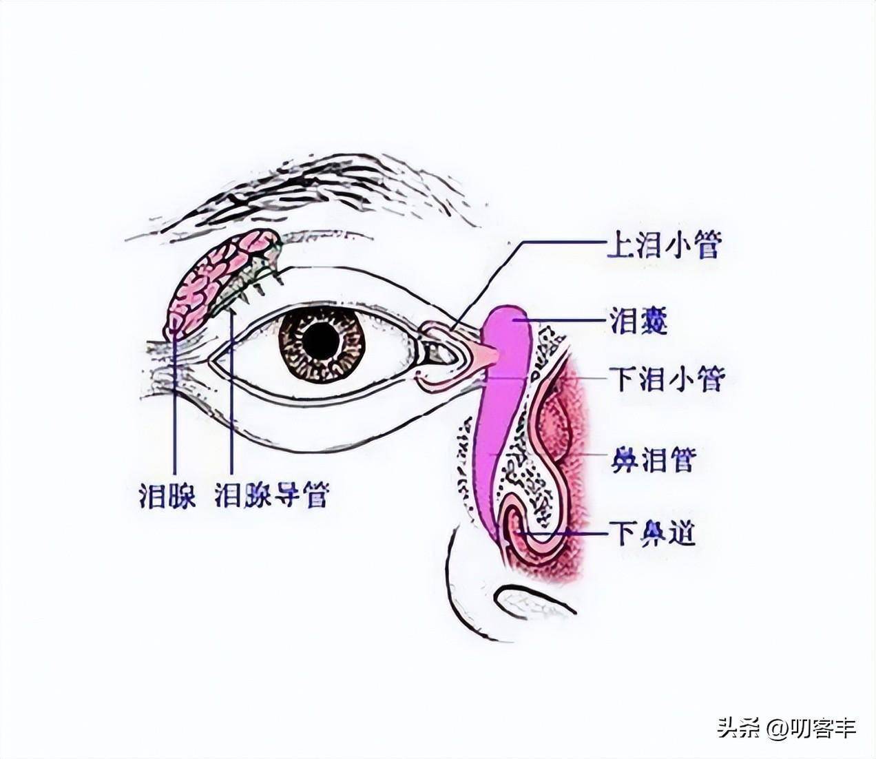 泪囊是哪里图片图片