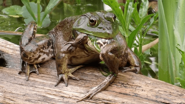 生物入侵 