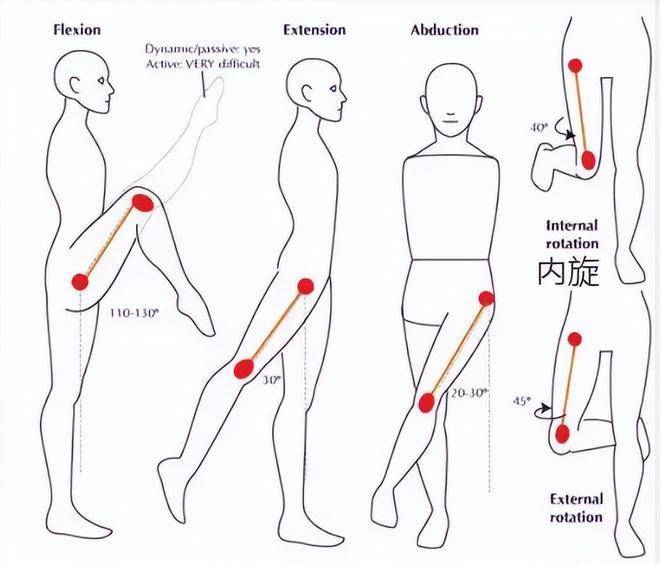 大腿外展和外旋图解图片