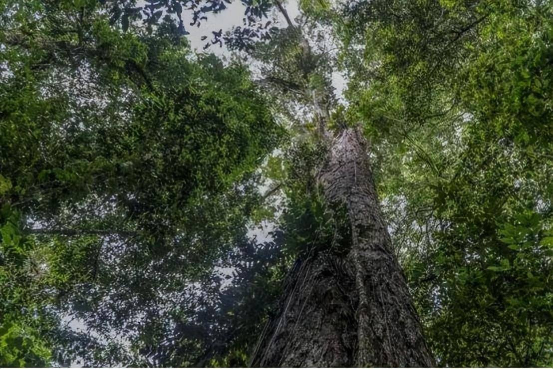 比29层楼还高！亚马孙雨林最高的树被发现，但世界最高树超它30米
