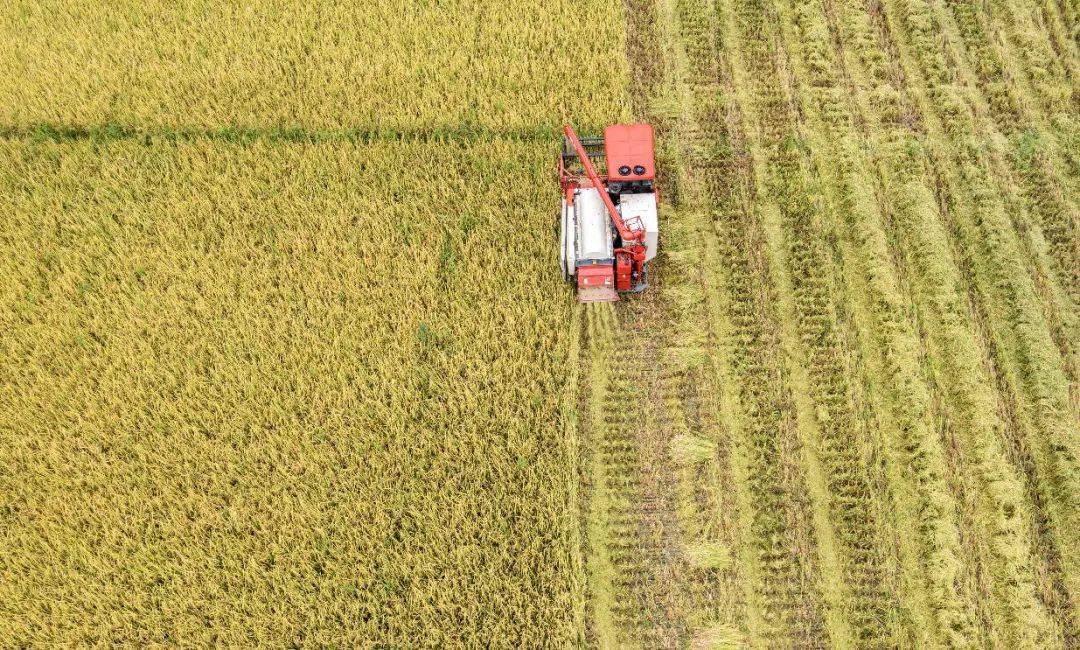 非凡十年 成都实践丨新时代的田园牧歌图_美乡村_天府_产业链