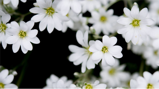 10周以后，四大生肖大显神通，喜事漫山遍野，隆运当头