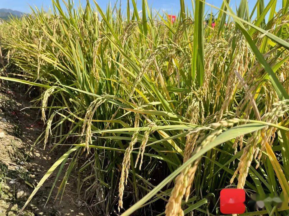 三亚双季稻亩产再突破3000斤!_试验基地_水稻_海南