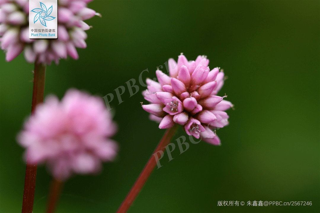 花海新晋大v,了解一下 | 小叶子涨"植"识77_头花_中药_绿化