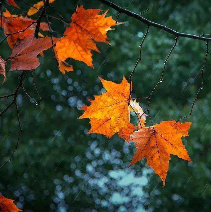 秋雨无痕,细润流年_季节_写作_故事