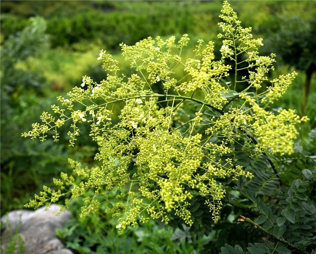 金槐是槐树的一种,花朵称为"槐花",花蕾经杀青晾晒干或烘干后