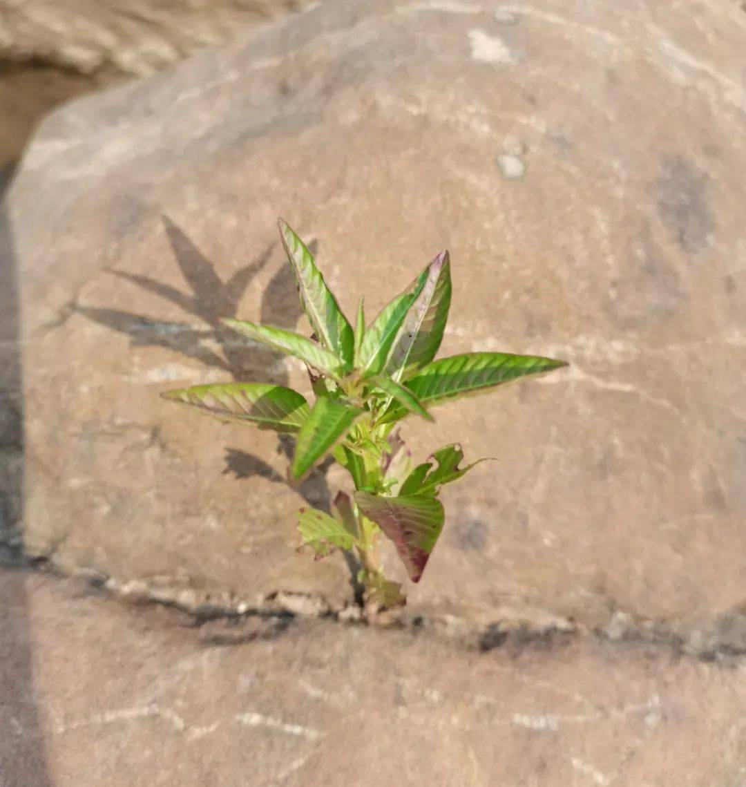 【百侯文学】一株阳光下的小草_石头_生活_旷野