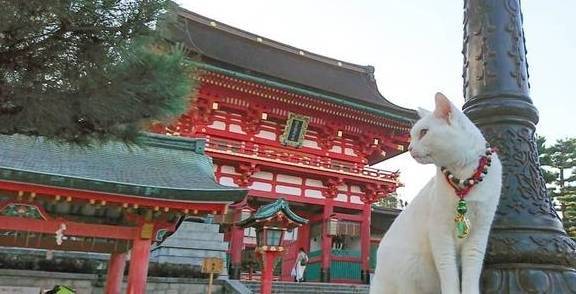 日本“猫寺庙”，从和尚到方丈都是猫，这里的猫没人敢摸