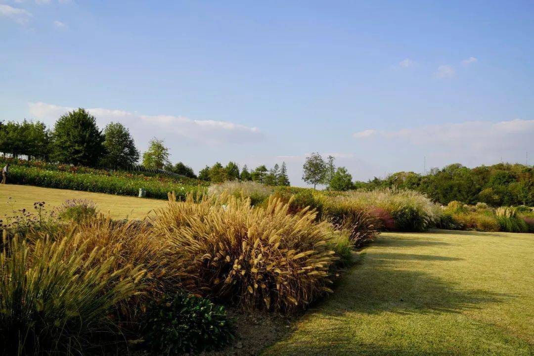 上海辰山植物园旱溪花境秋季景观赏析_进行_园林_时刻