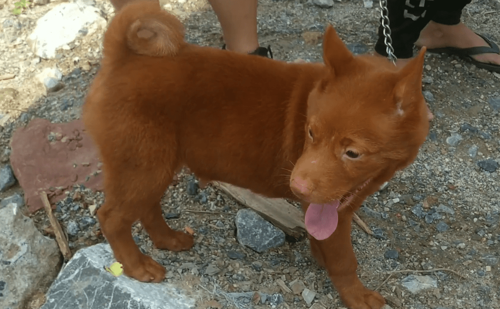 原来竟是一条五红犬,网友:五红金钱尾漂亮_市里_小哥_狗狗