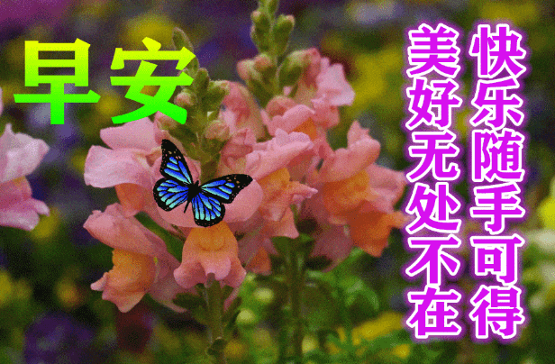 早安，快乐相伴，感恩珍惜_问候_安好_路遥