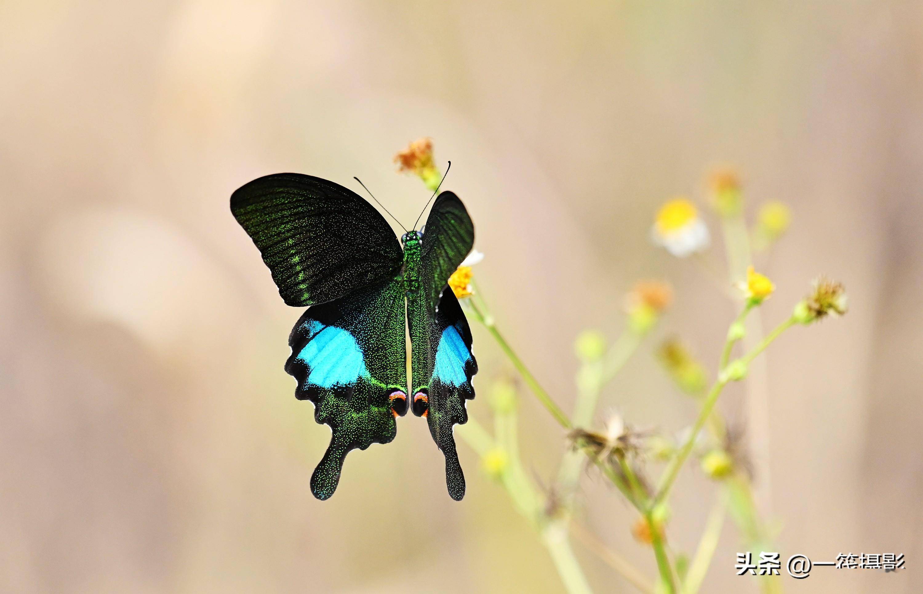 名叫巴黎翠凤蝶的中国本土凤蝶_绿色_黑褐色_模式
