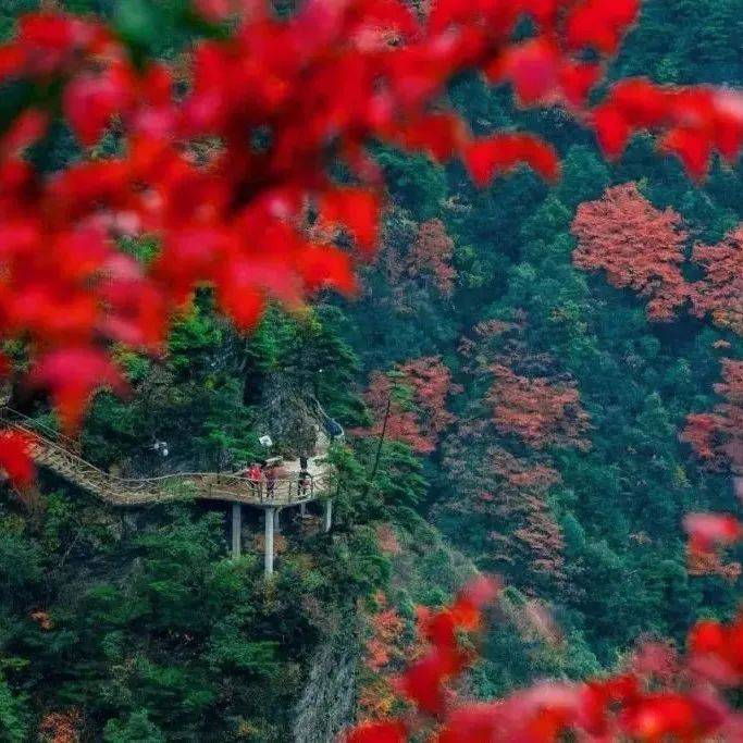 美成画！达州这些地方可以赏红叶了，错过再等一年_季节_巴山_时间