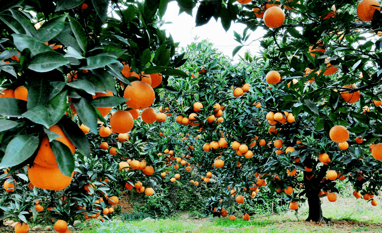很少有人能挡住"贵妃爱媛"的在线诱惑