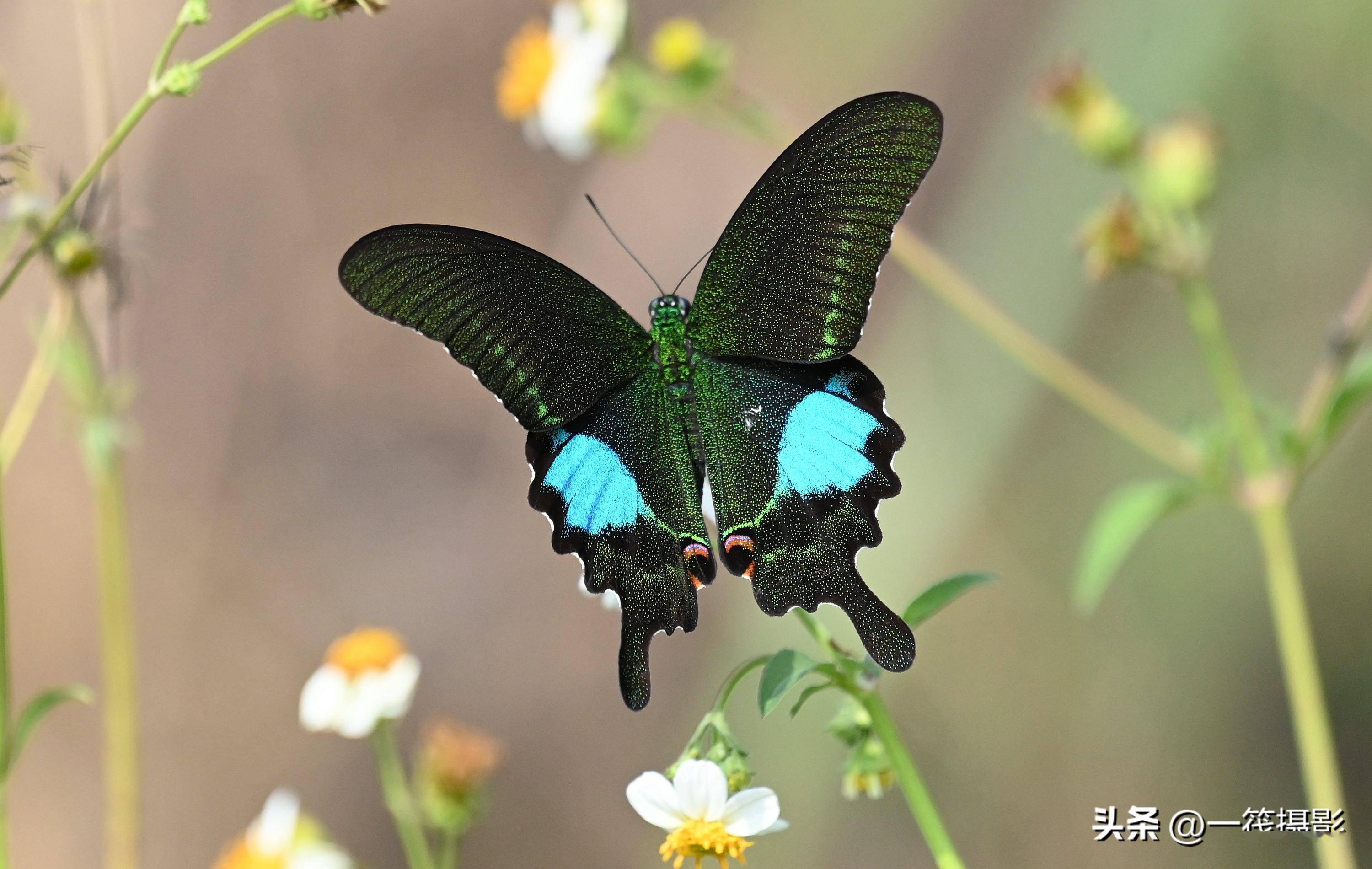 名叫巴黎翠凤蝶的中国本土凤蝶_绿色_黑褐色_模式