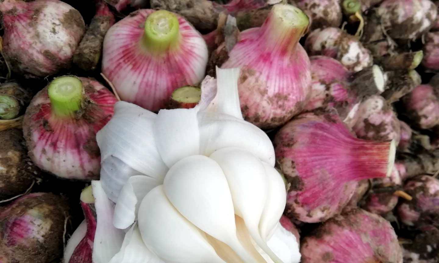 同样是大蒜,"紫皮"和"白皮"啥区别?紫色为啥贵,别再买错了
