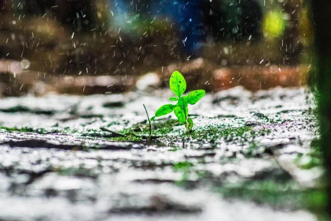 20首微雨诗词，不知何处雨，已觉此间凉