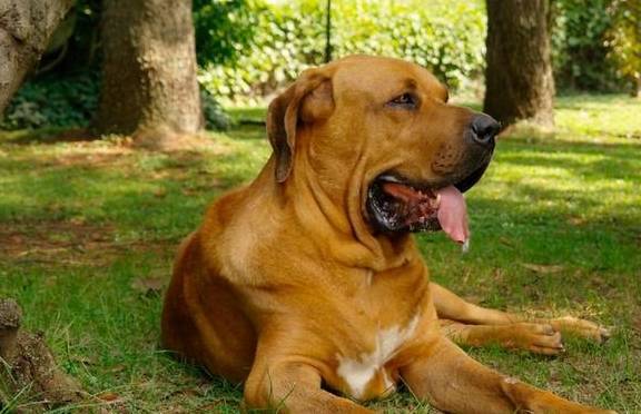 这7种狗狗,号称狗界中的"四疯三傻",你觉得它们配吗?