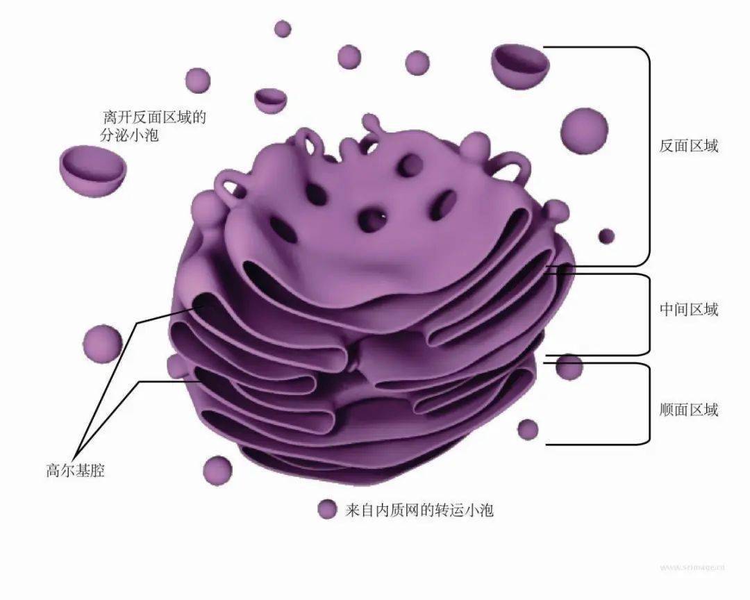 胞突图片