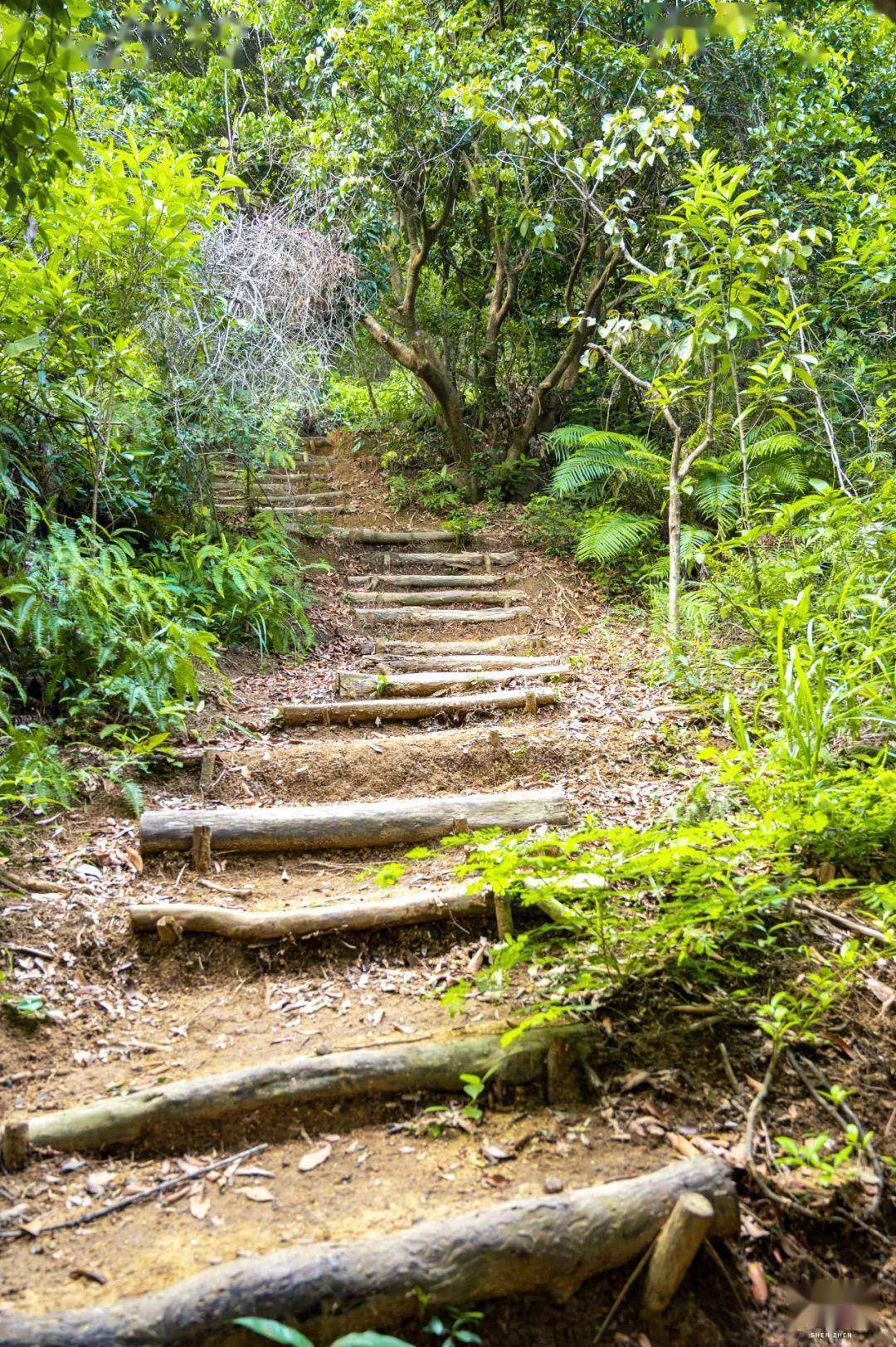马峦山手作步道,太好玩了_碧岭_生态_公园