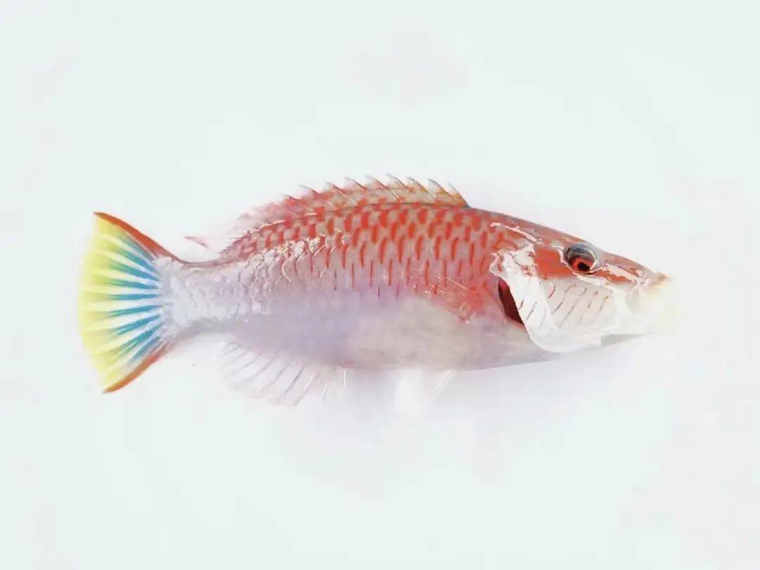 单带尖唇鱼灰额刺尾鱼双棘甲尻鱼(皇帝神仙鱼)环带细鳞盔鱼狐篮子鱼