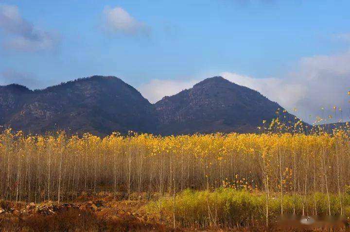 黄栌、银杏、果实。秋天的山城，驰念不如相见。