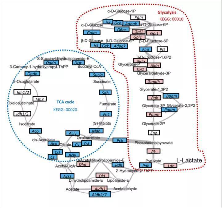 代谢组学研究2.0时代已经到来：发现代谢小分子的靶点蛋白是关键_细胞_作用_调控
