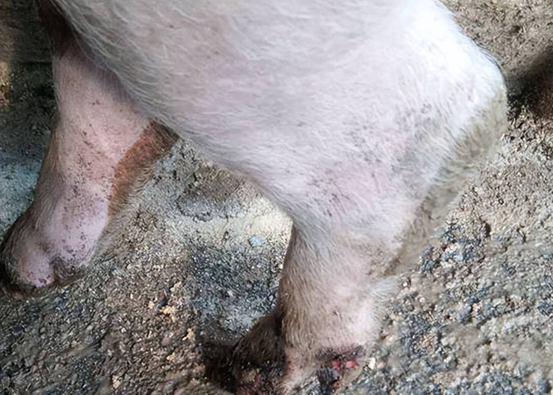 猪蹄裂病怎么快速治疗?猪蹄裂的最佳治疗方案?本文告诉你