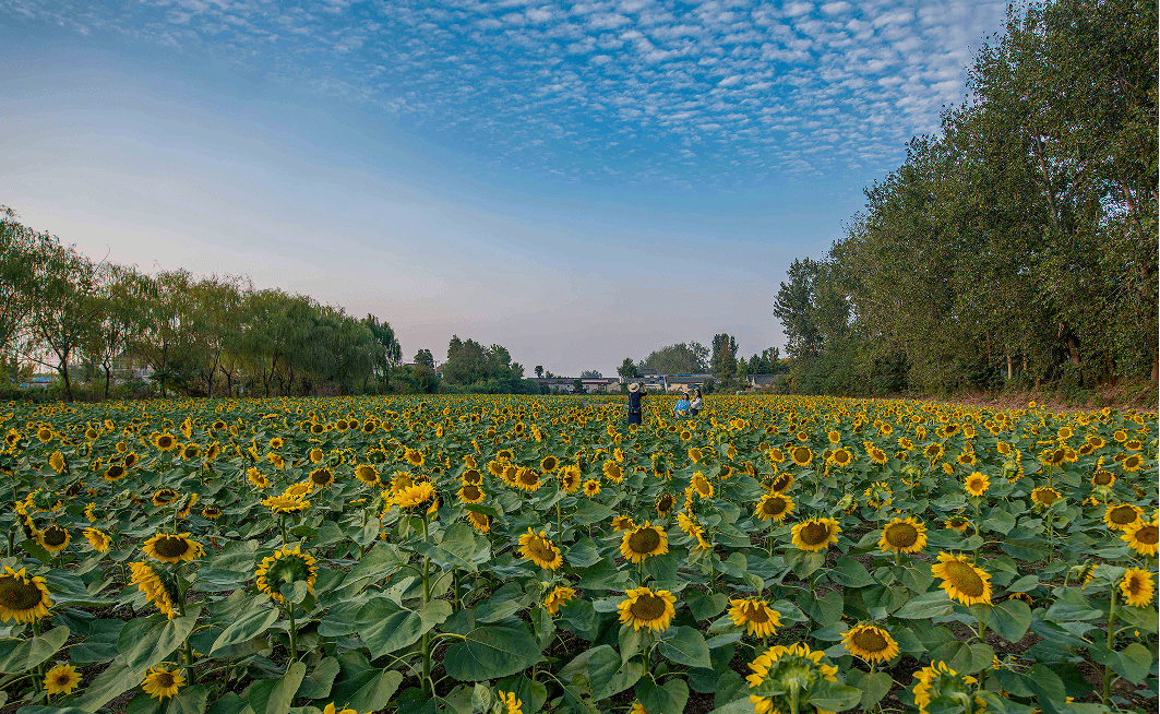瓜洲葵园花都开好了,就等你来……_向日葵_春江花月夜_农户