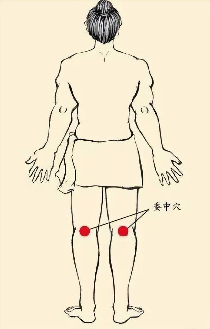 委中准确位置图和作用图片