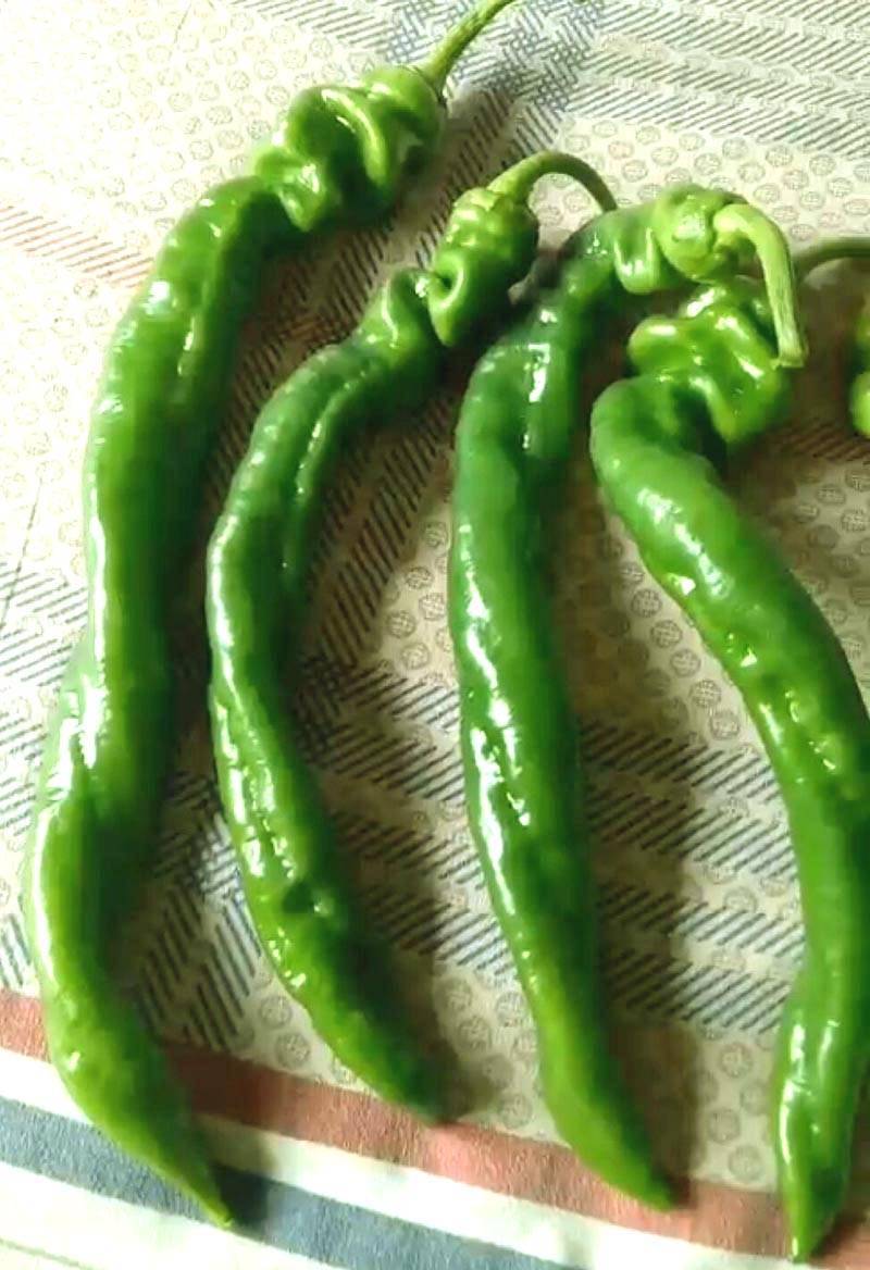 长青龙螺丝椒龙椒辣椒种子_栽培_全国_种植