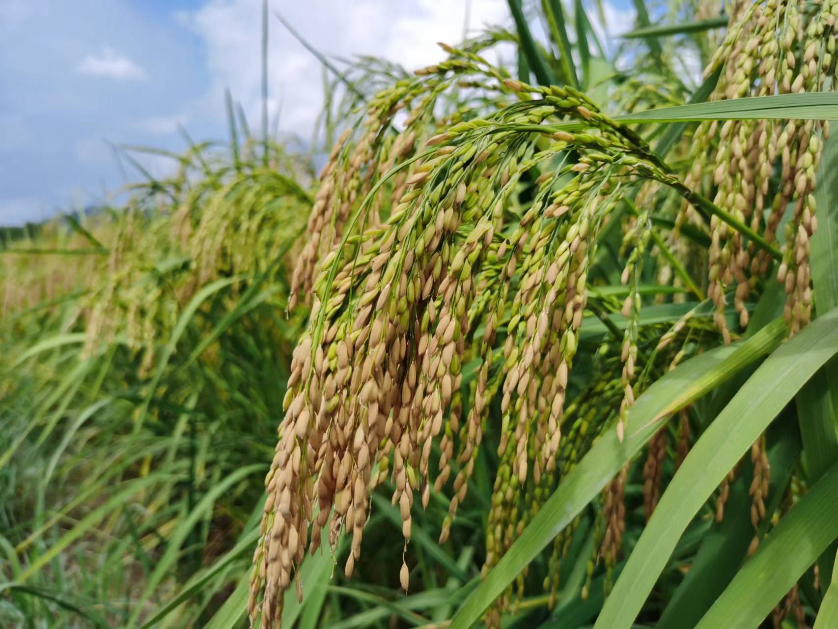 求购巨型水稻种子图片