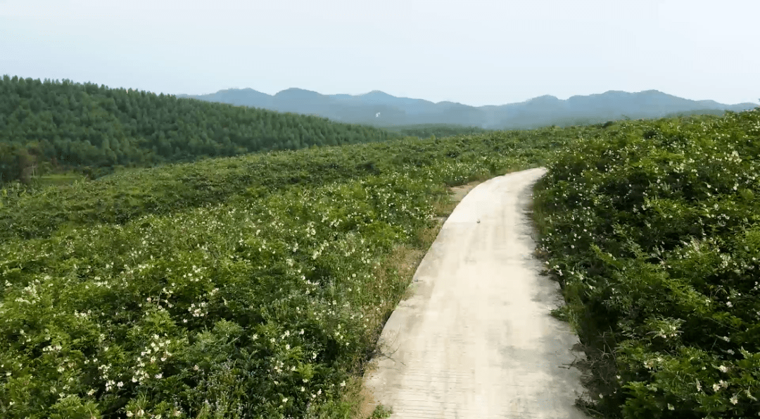 牛大力种植广东基地