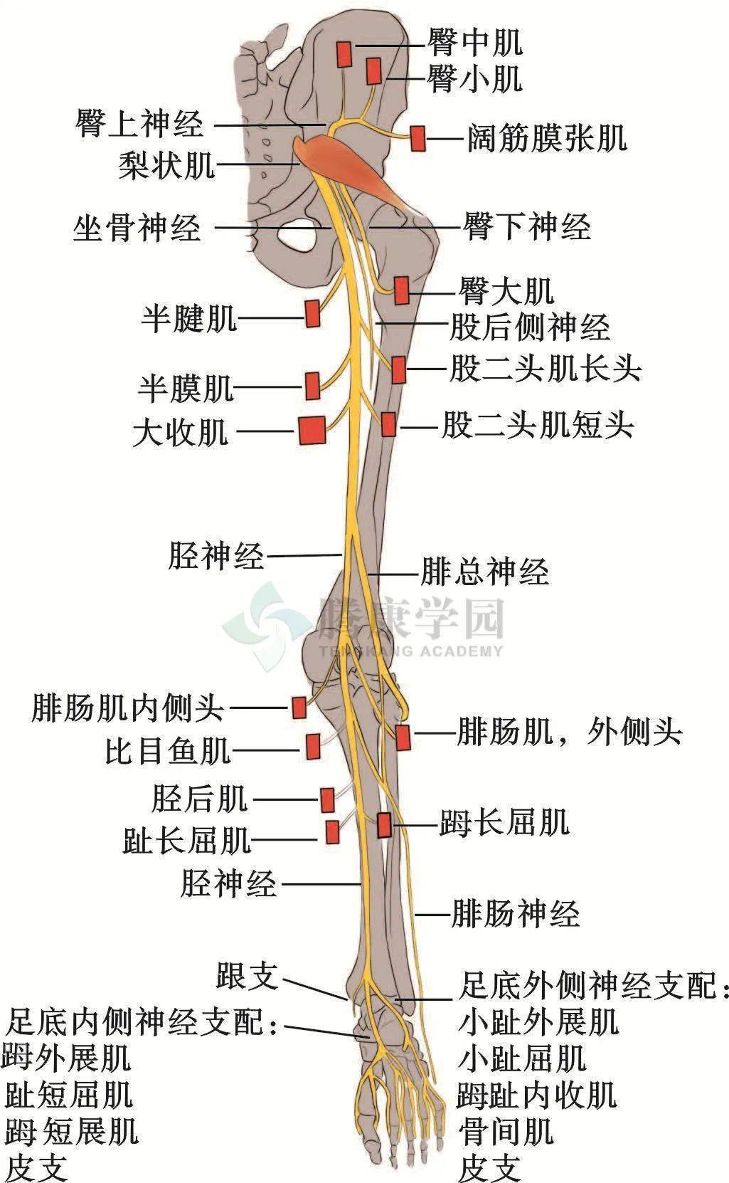 腓总神经走向图图片