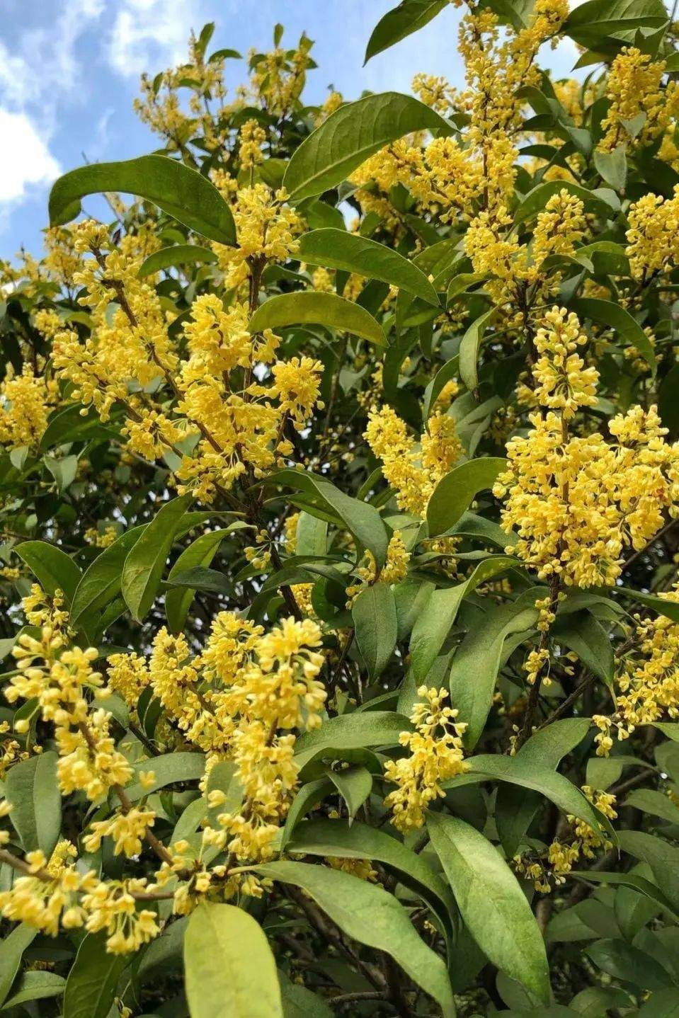 街头空气都是氤氲花香!徐汇赏桂正当时_桂花_桂林公园_香气