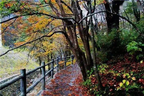 多彩商洛丨停车坐爱枫林晚 秦岭赏秋公路之柞水黄花岭_风景_秦楚_秋色