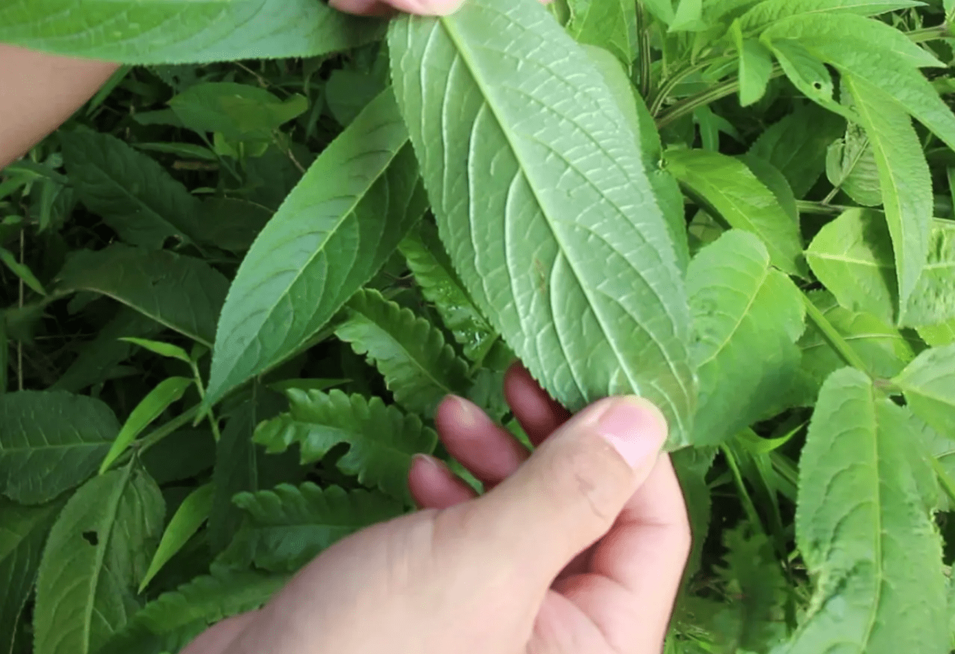 转筋草植物图片图片