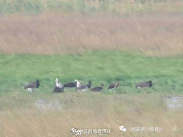 “鸟中大熊猫”黑鹳今秋首次现身鄱阳湖保护区