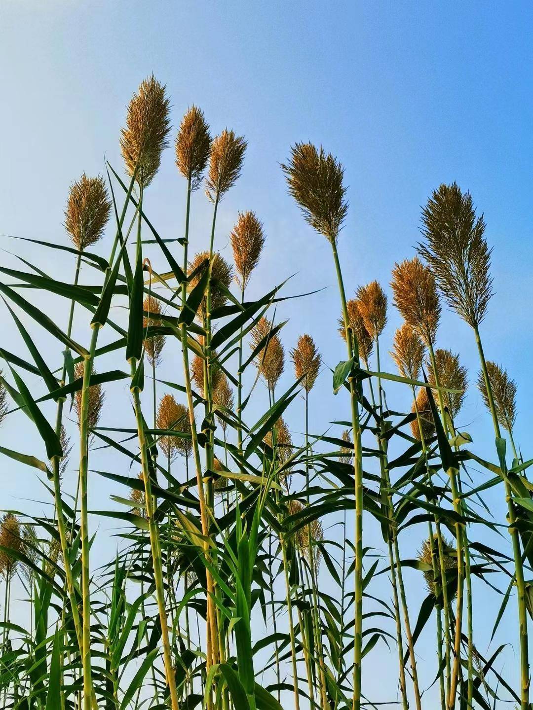 示范区:一枝一叶秋意浓_李凤_野菊花_陈萌萌