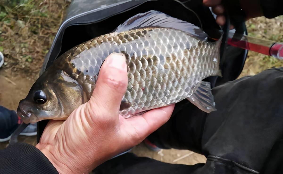 仲秋的主攻鱼是大鲫鱼,所以这一套用在钓大鲫鱼时,也是完全适用的.